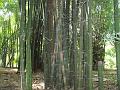 Waya Bamboo